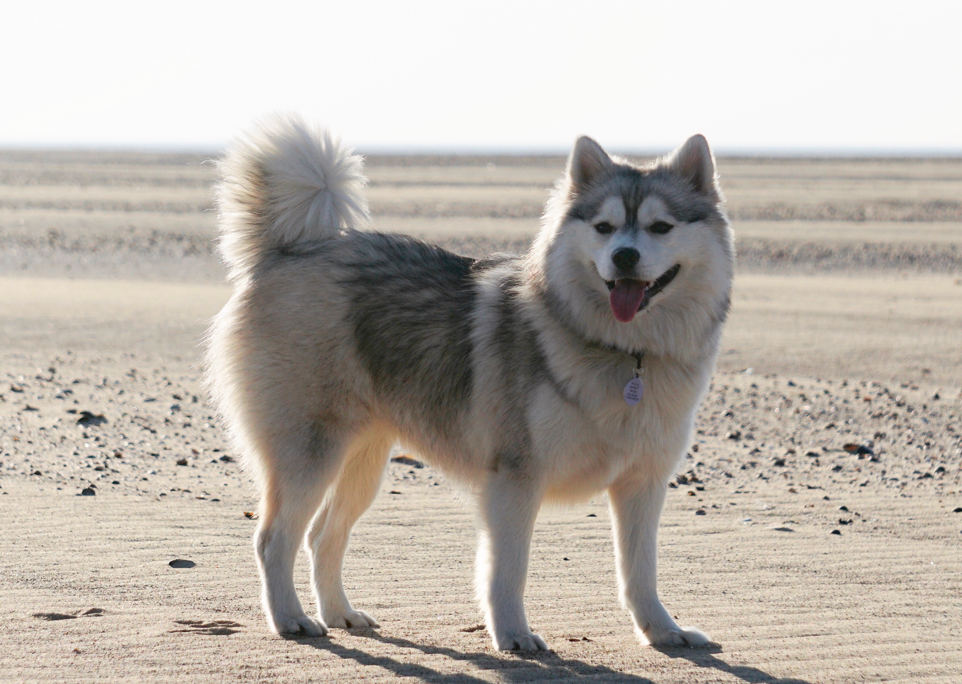Pomsky